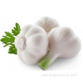 Loose Packing Top Fresh White Garlic